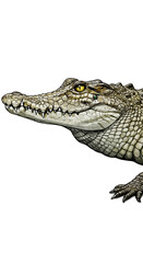 Obraz premium Isolated Crocodile Head Profile Realistic Illustration Dark Background