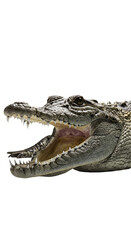 Obraz premium Isolated Crocodile Head With Open Mouth Realistic Photo