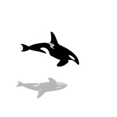 Obraz premium Illustration of two orcas one gray one black and white swimming