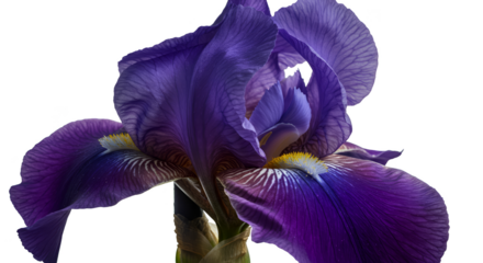 Isolated dark purple iris flower realistic macro detail no background