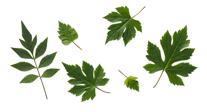 Collection of Green Autumn Leaves Isolated Transparent Background Realistic Image