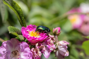 Ein schillernder Rosenkäfer (Cetonia aurata) sammelt Pollen auf einer rosa Wildrose – ein farbintensives Makro, das Sommer und Natur in feinster Detailtreue zeigt.