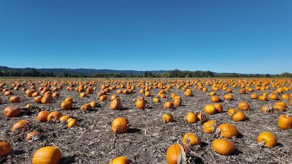 4K smooth video walking through a wide pumpkin patch field at Sauvie Island in Portland Oregon, showing countless bright orange pumpkins under a clear blue sky, captured during  autumn harvest season - Powered by Adobe