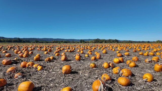 4K smooth video walking through a wide pumpkin patch field at Sauvie Island in Portland Oregon, showing countless bright orange pumpkins under a clear blue sky, captured during  autumn harvest season