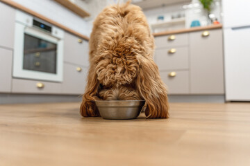 Curly brown Labradoodle or goldendoodle dog eats food from a bowl in the kitchen at home