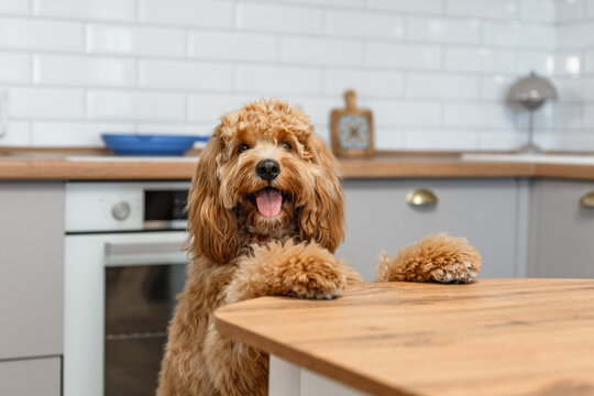 A curly-haired brown Labradoodle or goldendoodle dog is eagerly begging for food, standing on its hind legs in a kitchen