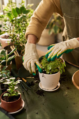 Fototapeta premium Middle aged Caucasian woman wearing gardening gloves tending potted plants on table, arranging soil and leaves with hands visible, surrounded by various green houseplants and gardening tools