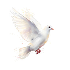 Obraz premium Illustration White Dove Flying Isolated Transparent Background Soft Feathers