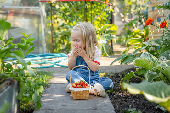 Little child girl eats strawberries from a basket in summer garden in sunny day