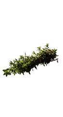 Isolated Greenery Branch With Leaves Overhead Lighting
