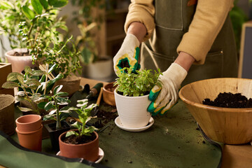 Caucasian middle aged woman wearing gardening gloves tending potted houseplants on table, arranging green foliage in ceramic pot surrounded by various indoor plants and gardening tools