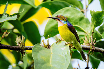 Common sunbird perching on green leaf in nature