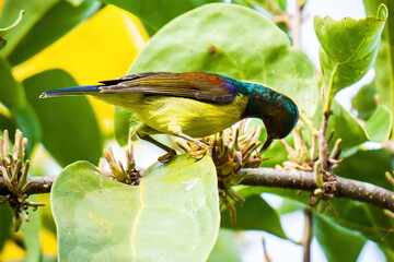 Colorful sunbird feeding nectar from blooming tree