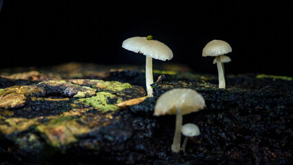 Tiny mushrooms growing on mossy wood in forest