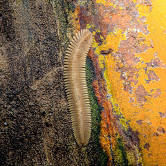Millipede crawling on colorful tree bark surface