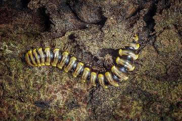 Millipede walking on old rough tree bark