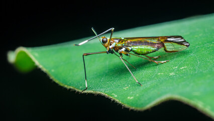 Fototapeta premium Iridescent plant bug perching on green leaf