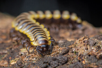 Millipede crawling on branch in natural habitat