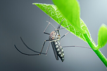 Aedes aegypti mosquito resting under green leaf