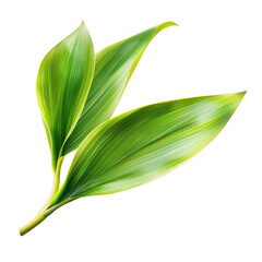 Three vibrant green leaves with delicate yellow edges on a single stem isolated on white background