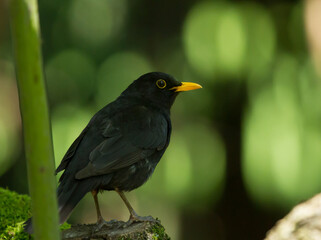 Common blackbird (Turdus merula) in Sochi park