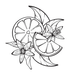 Lemon slices and citrus flowers, vector drawing in elegant outline style on white background. Ideal for packaging, cosmetic design, organic product labels, kitchen decor, and summer concepts.