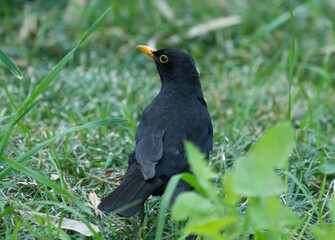 Common blackbird (Turdus merula) on the ground in Sochi park