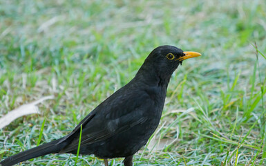 Common blackbird (Turdus merula) on the ground in Sochi park