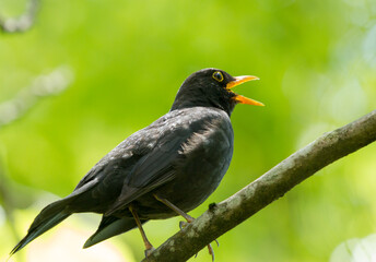 Fototapeta premium Common blackbird (Turdus merula) on the branch of Sochi park