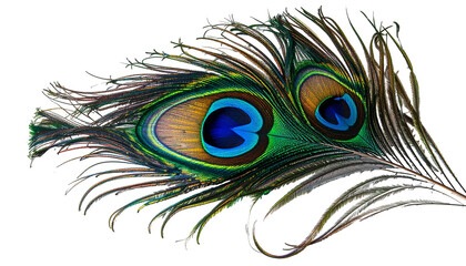 Obraz premium Exotic peacock feather with eye details