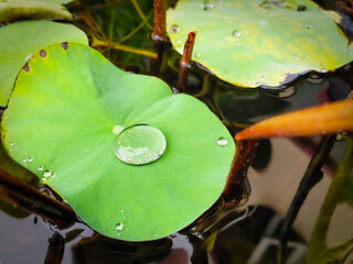 A large water droplet clumps together on a lotus leaf floating on the surface of the water.