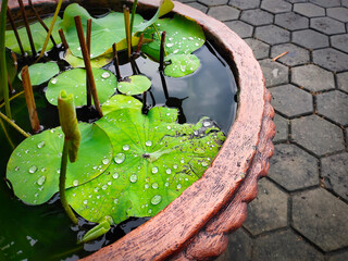 Green lotus leaves with sparkling water droplets on the surface of the water in the pot.