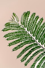 ジャカランダの枝