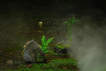 沢の小さな岩に育つ草