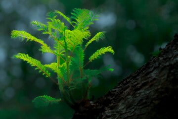 元気に育つ新緑の木
