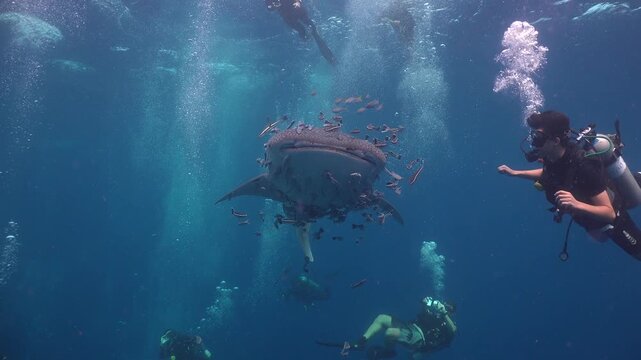 Whale shark (Rhincodon typus) swims very close over the camera about five meters below the surface, surrounded by many remoras and with two large suckerfish attached.