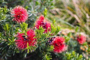 red kunzea flowers close up, Australian native plant in bloom