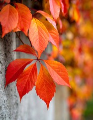 Vibrant autumn leaves on a wall