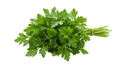 Isolated Photo Bunch Fresh Green Parsley Herb Tied With Rubber Band