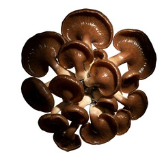 Isolated Photo Cluster Brown Mushrooms With Glossy Caps Black Background