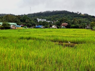 Rice fields and Umphang town