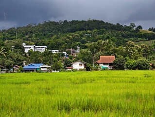 Rice fields and Umphang town