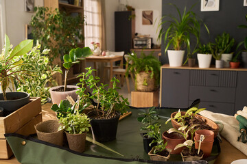 Various potted houseplants arranged on tabletop in modern living space, showcasing different species in small containers with leafy green foliage, background featuring more indoor plants