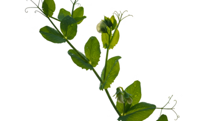 Isolated Photo Green Plant With Leaves Transparent Background