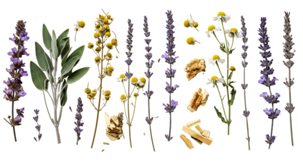 Isolated Photo Lavender Sage Chamomile Flowers and Dried Herbs