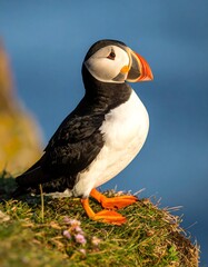 Puffin perched on a cliff