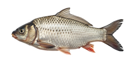 Isolated photo of a silver fish with detailed scales and red fins