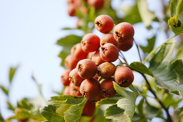 Red hawthorn fruit grows on the tree