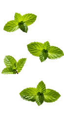 Isolated Photo Of Fresh Mint Leaves With Transparent Background