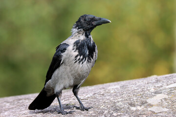 Hooded crow